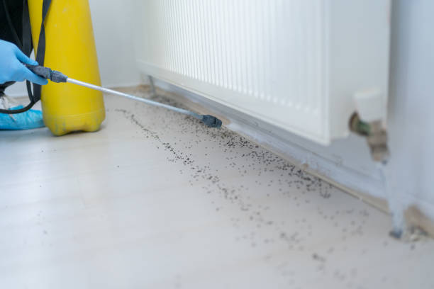 Best Affordable Pest Control Services  in Dwight, IL