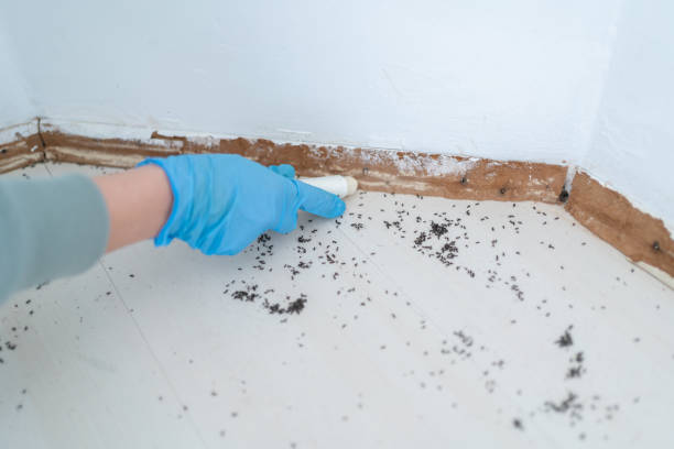 Best Affordable Pest Control Services  in Dwight, IL